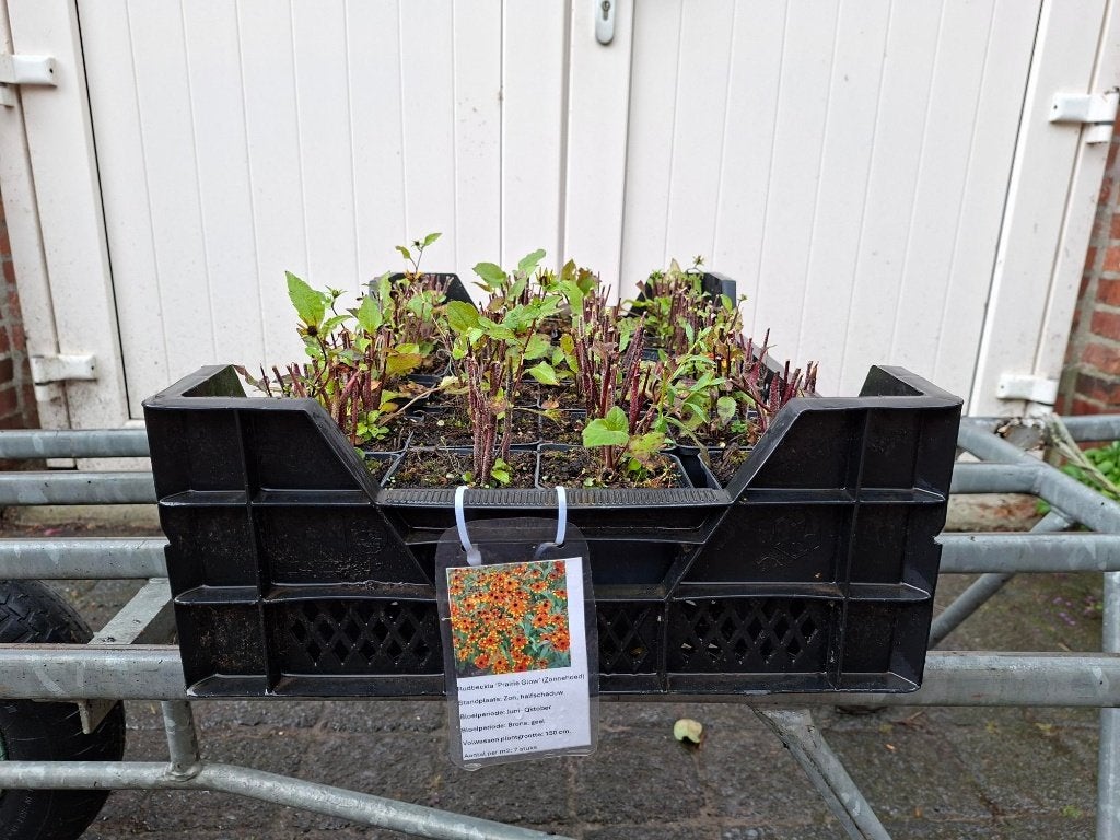 Mooie Rudbeckia triloba 'Prairie Glow' (Zonnehoed) in pot!, Ophalen, Overige soorten, Volle zon