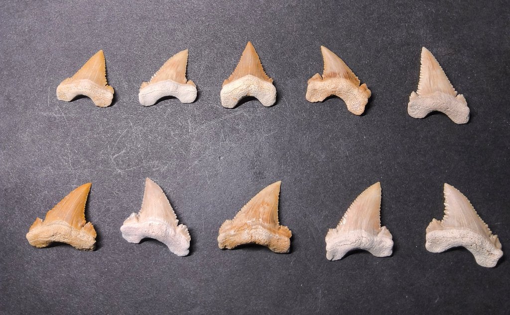Palaeocarcharodon, Ophalen of Verzenden, Fossiel