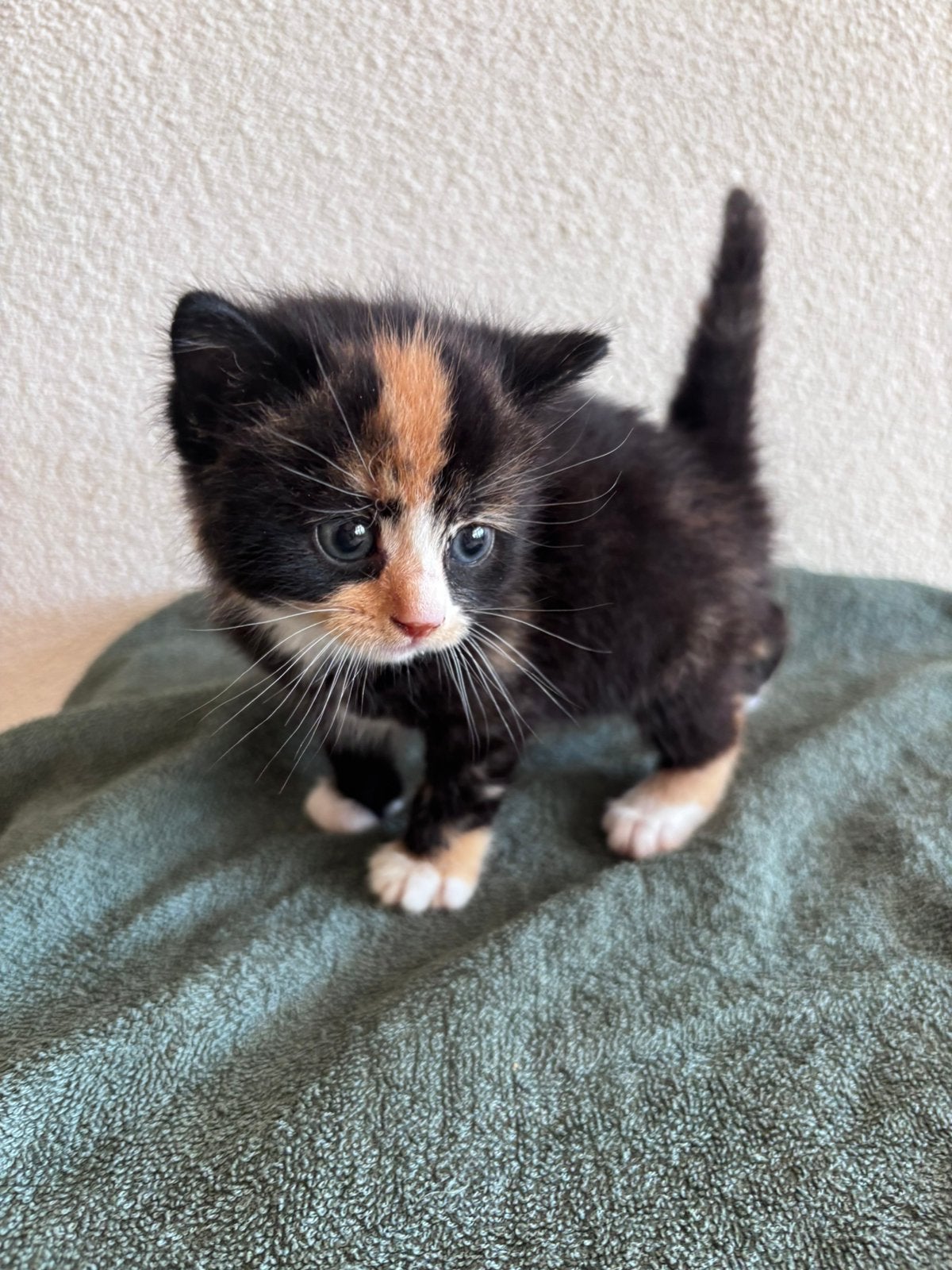 Prachtige lieve tamme kittens, Meerdere dieren, Ontwormd, 0 tot 2 jaar