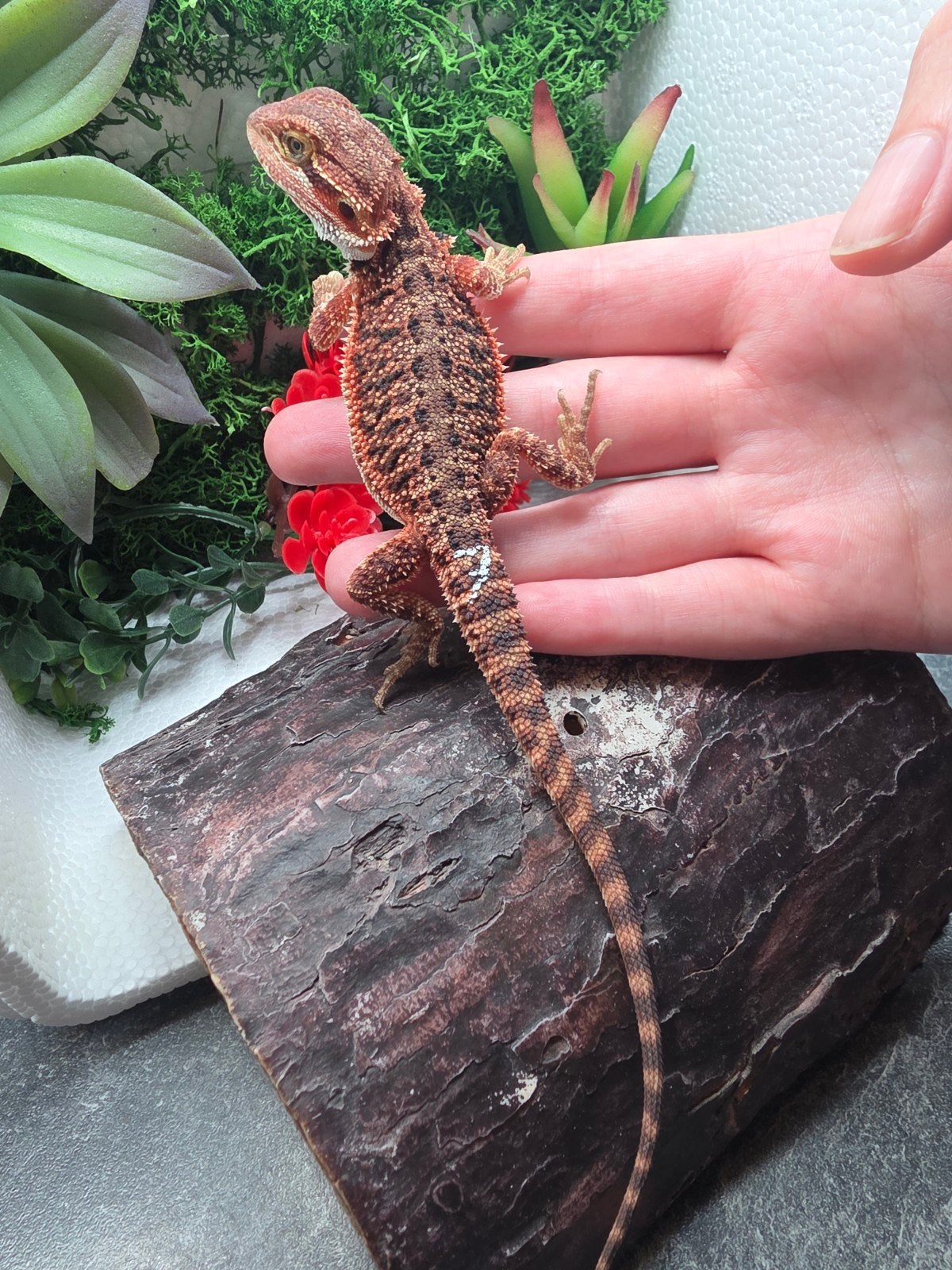dark red monster,  het hypo ,man, Hagedis, 0 tot 2 jaar