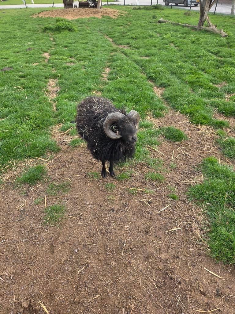 QUSANT SCHAPEN RAM., Dieren en Toebehoren, Schapen, Geiten en Varkens, Mannelijk, Schaap