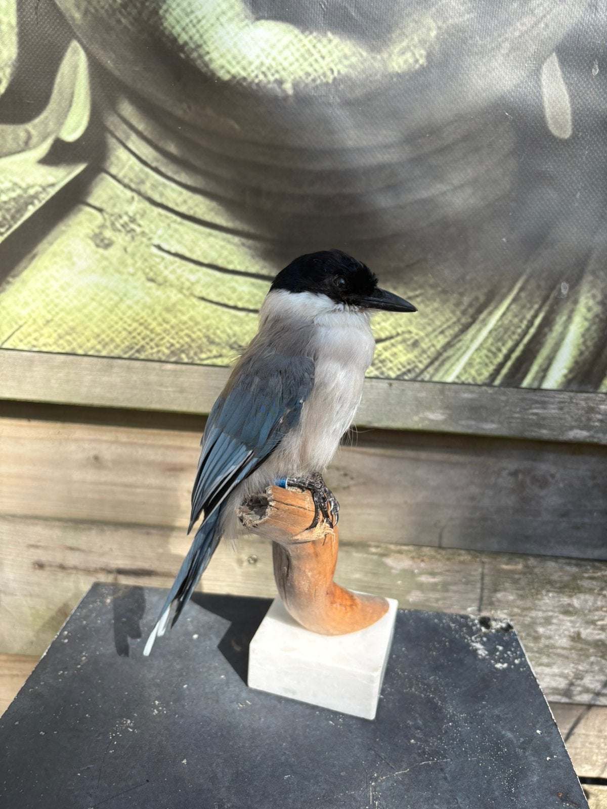 Geprepareerde blauwe ekster, Ophalen of Verzenden, Vogel, Opgezet dier
