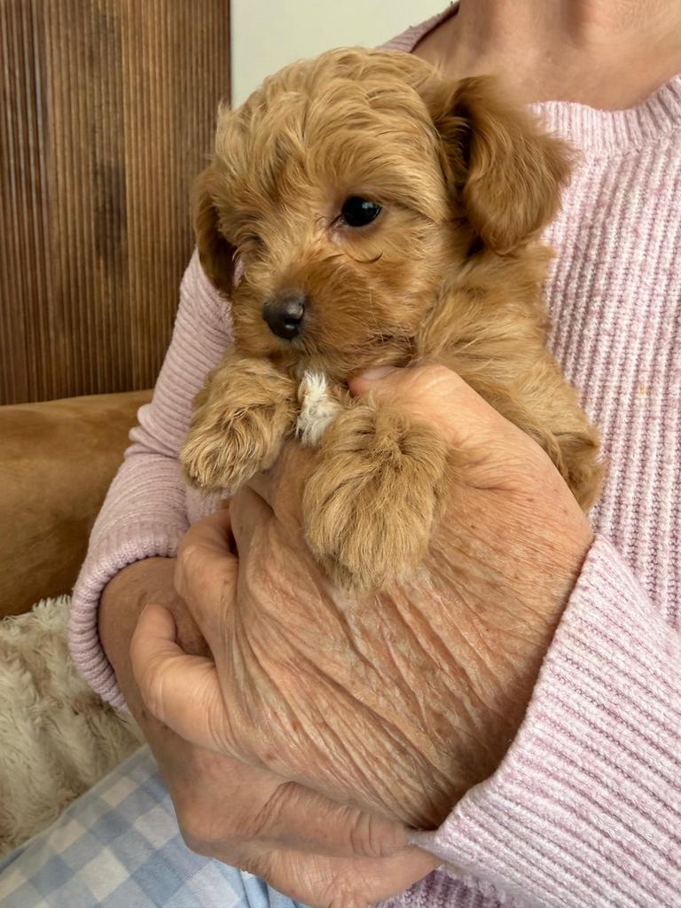 Maltipoo pups, Parvo, Overige rassen, 8 tot 15 weken, Meerdere