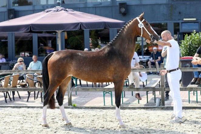 Te koop mooi gefokte ster en prok tuigpaard merrie, Merrie, Minder dan 160 cm, 0 tot 2 jaar