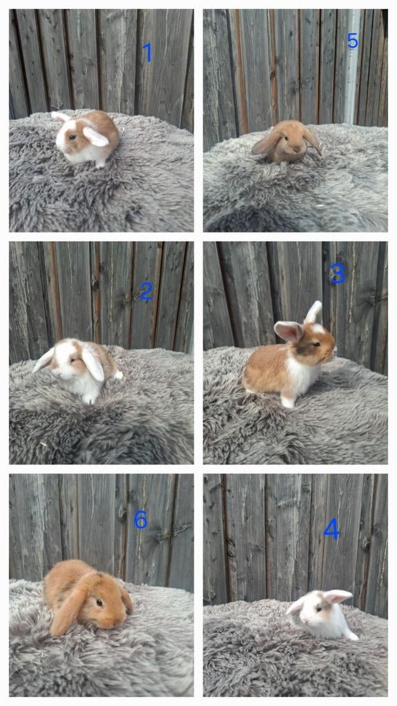 Schattige mini lop x hangoor konijntjes, Meerdere dieren, Dwerg, Hangoor, 0 tot 2 jaar