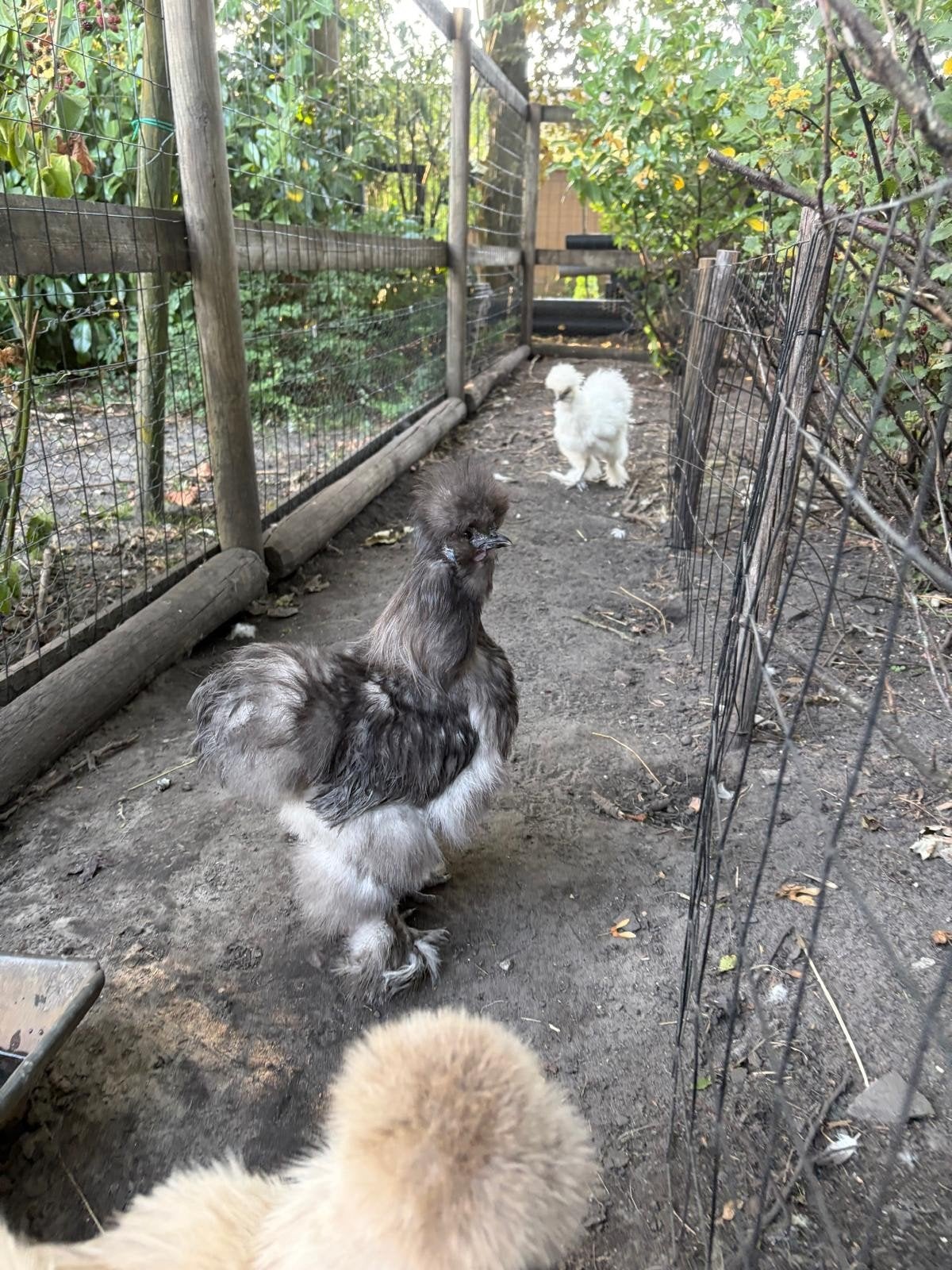 Tamme jonge zijdehoen haan, 4 maanden., Dieren en Toebehoren, Pluimvee, Mannelijk, Kip
