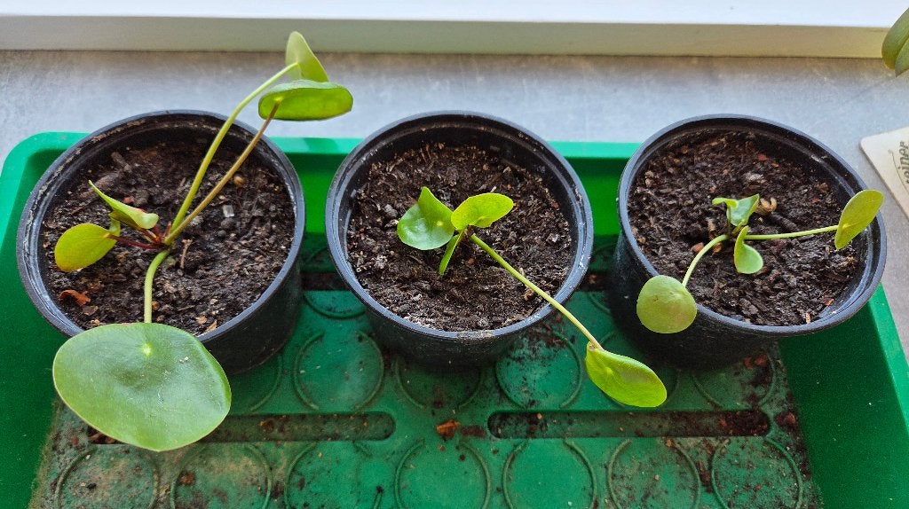 Pannenkoekplantjes, Ophalen, Halfschaduw, Minder dan 100 cm