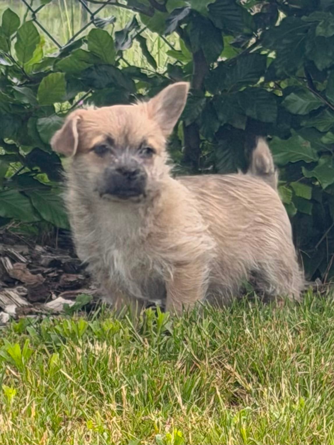 4 leuke boomer pups, Parvo, 8 tot 15 weken, Meerdere, Meerdere dieren