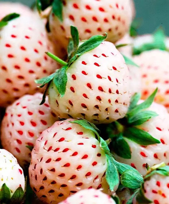 Biologisch ananas aardbeienplantjes, Ophalen, Minder dan 100 cm, Overige soorten, Zomer