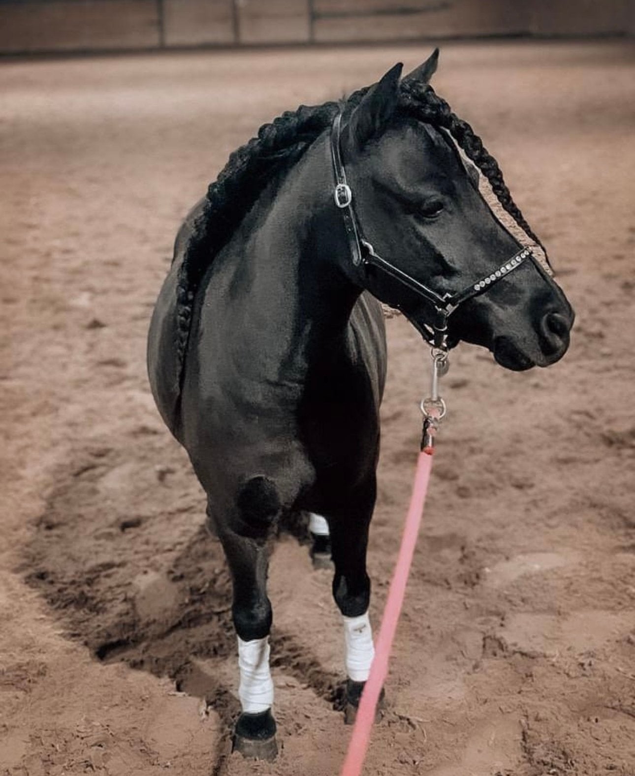 Verzorgster gezocht voor lieve Shetlandpony Gigi, Ophalen, Nieuw