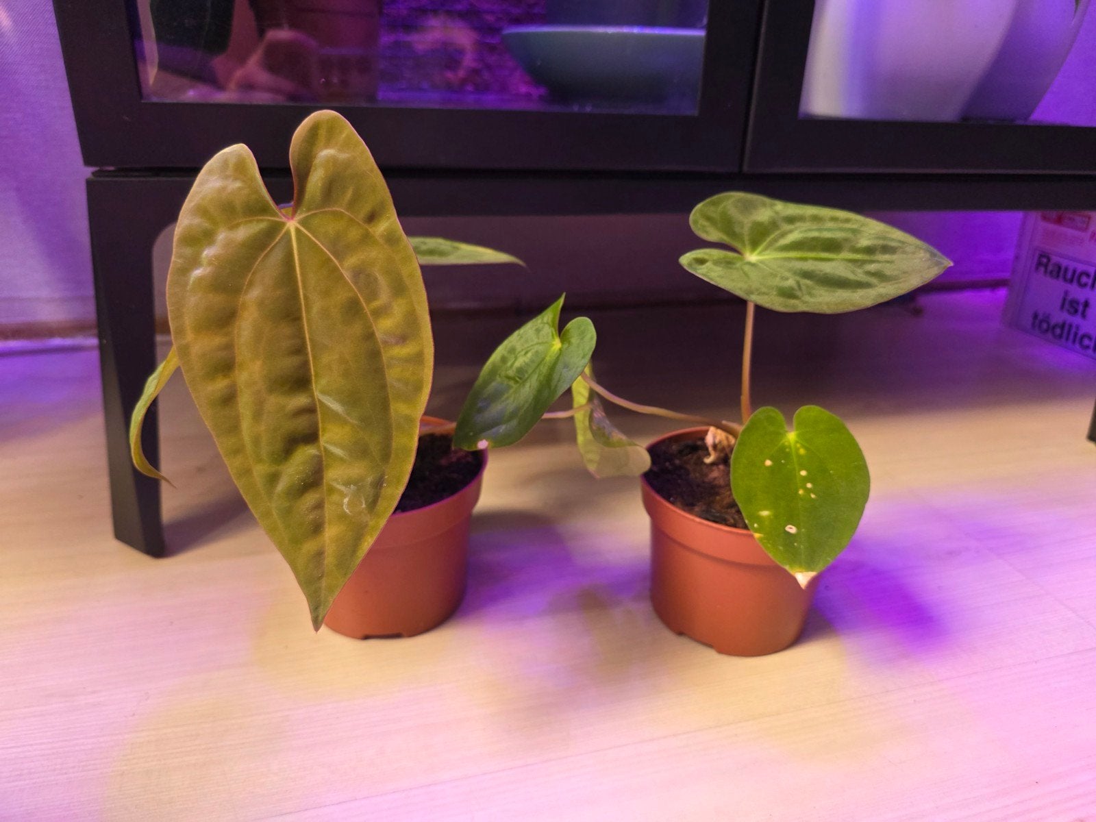 2 st.  anthurium x papi ???, Ophalen of Verzenden, Halfschaduw, Minder dan 100 cm