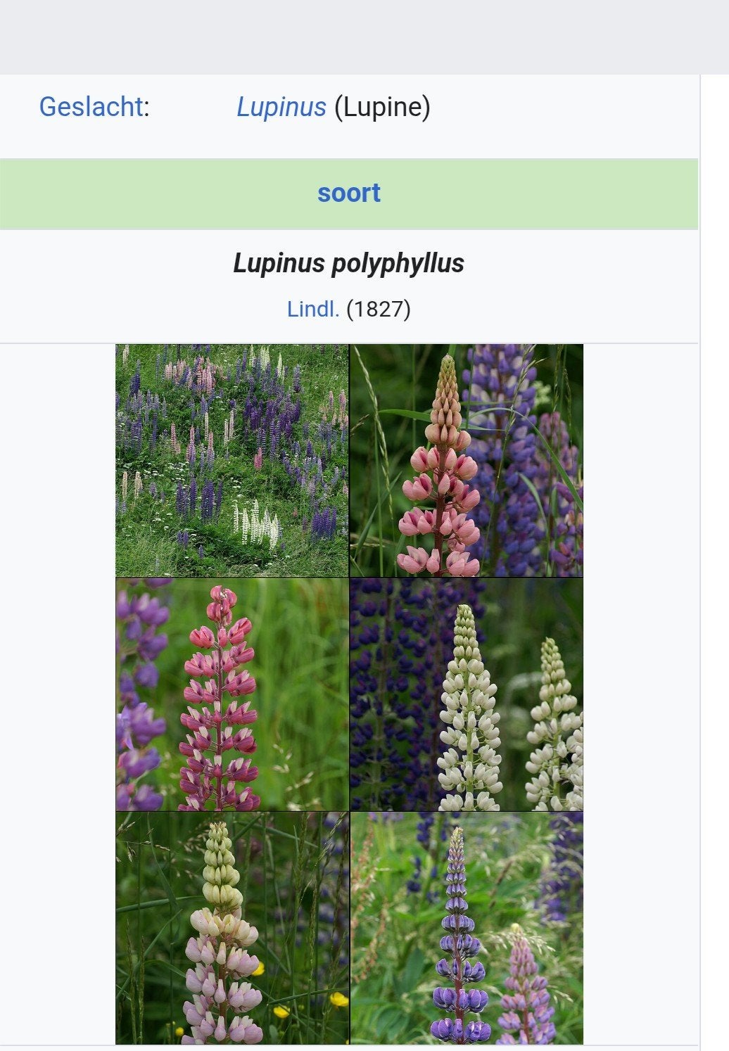Lupine zaden biologisch, Ophalen of Verzenden, Volle zon