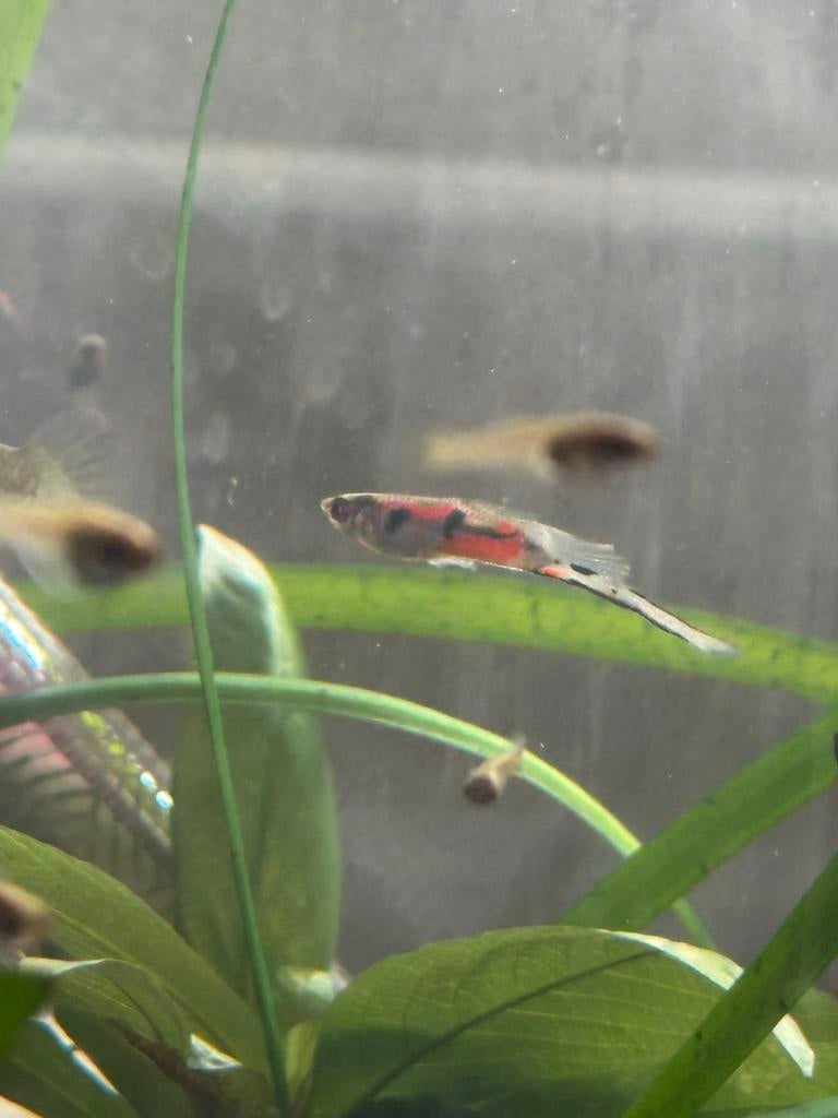 Jong en semi jong , volwassen guppen endlers, Vis