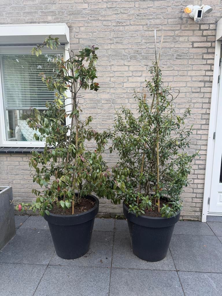 Twee Jasmijn Bomen in Pot - Hoogte 210 cm, Ophalen, Volle zon, Vaste plant, Klimplanten