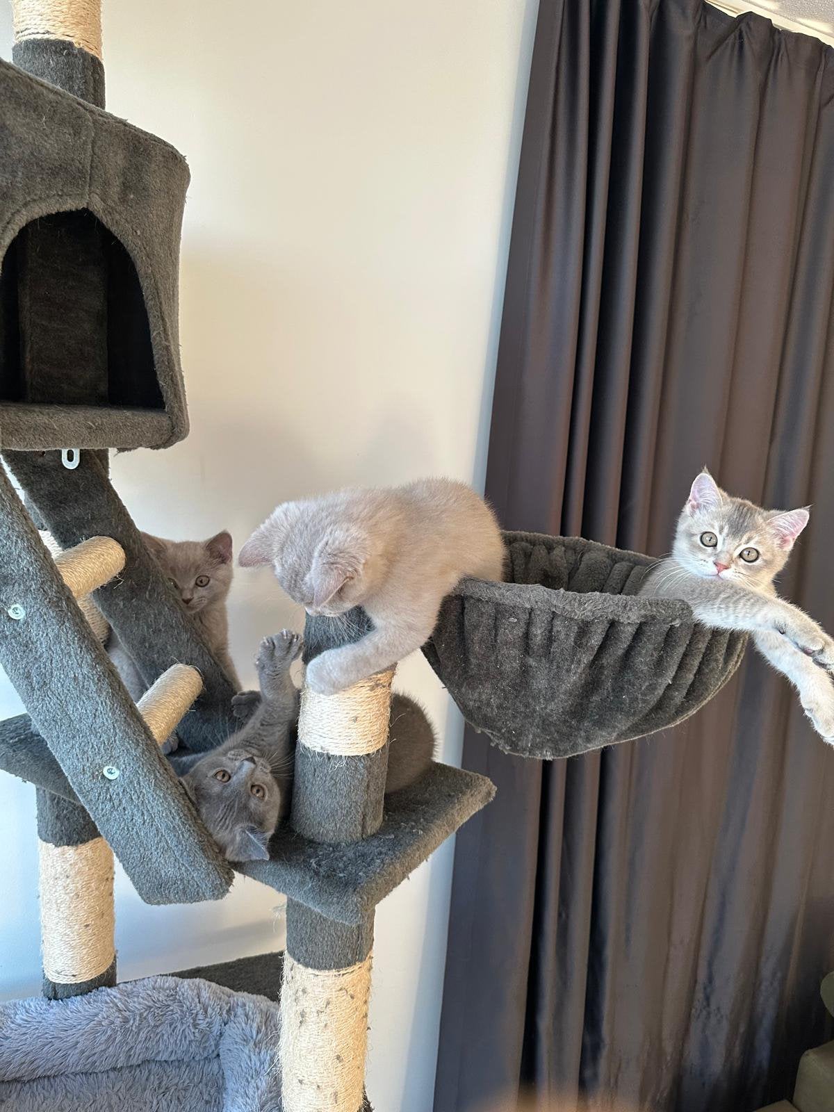 4 schattige britse korthaar kittens te koop., Kater, Ontwormd, 0 tot 2 jaar
