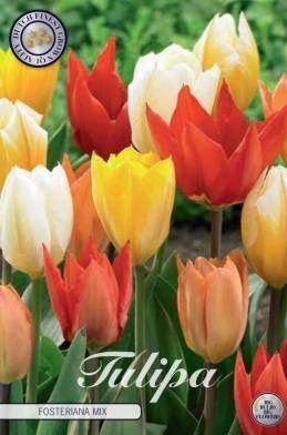 Tulpenbollen Mix: Fosteriana, Orange Emperor, Purissima, Ophalen of Verzenden, Najaar, Volle zon, Bloembol