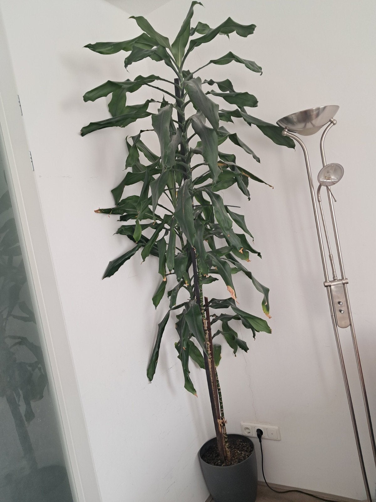 Dracaena kamerplant, Ophalen, Halfschaduw, 150 tot 200 cm
