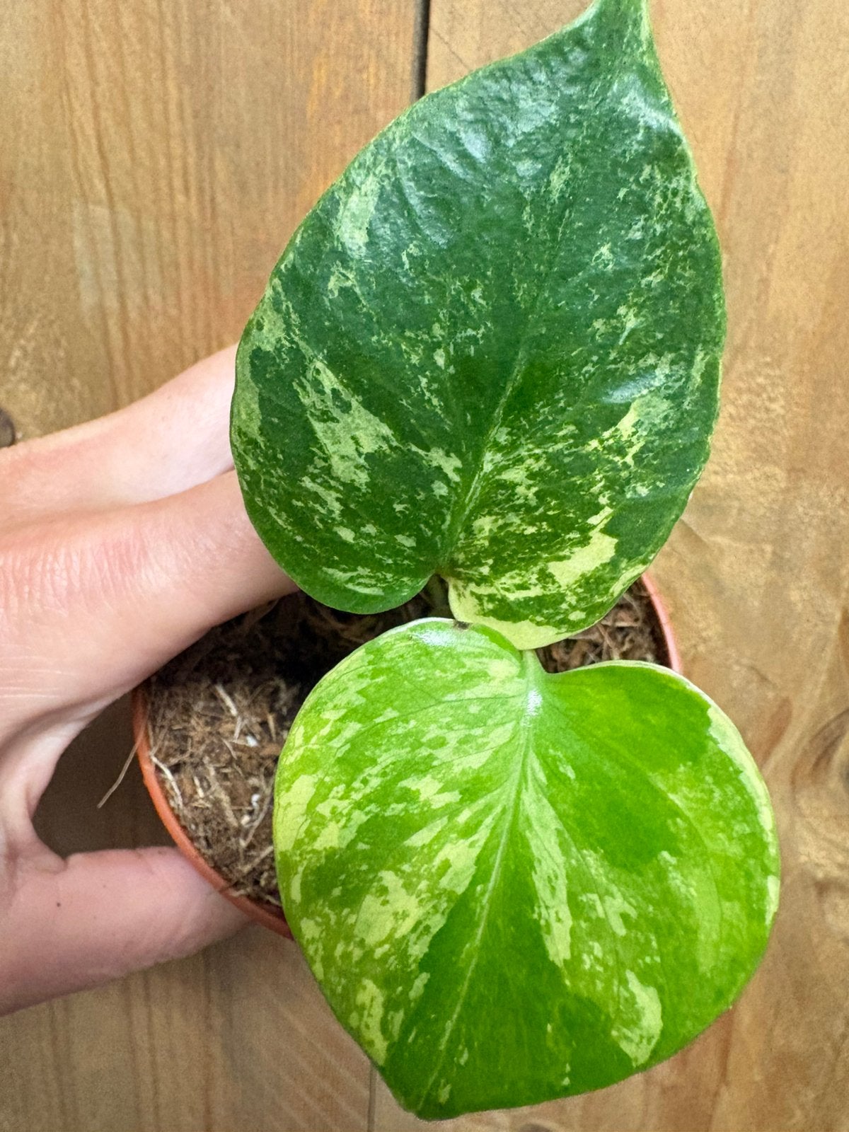 Monstera deliciosa variegata plant mint albo white lemon, Ophalen of Verzenden, Halfschaduw, Minder dan 100 cm