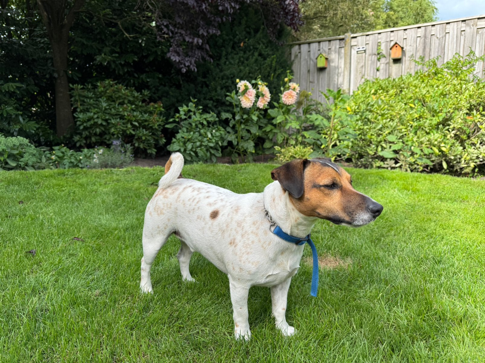 Jack Russel, Jack Russell Terriër, Reu, Parvo, Eén hond