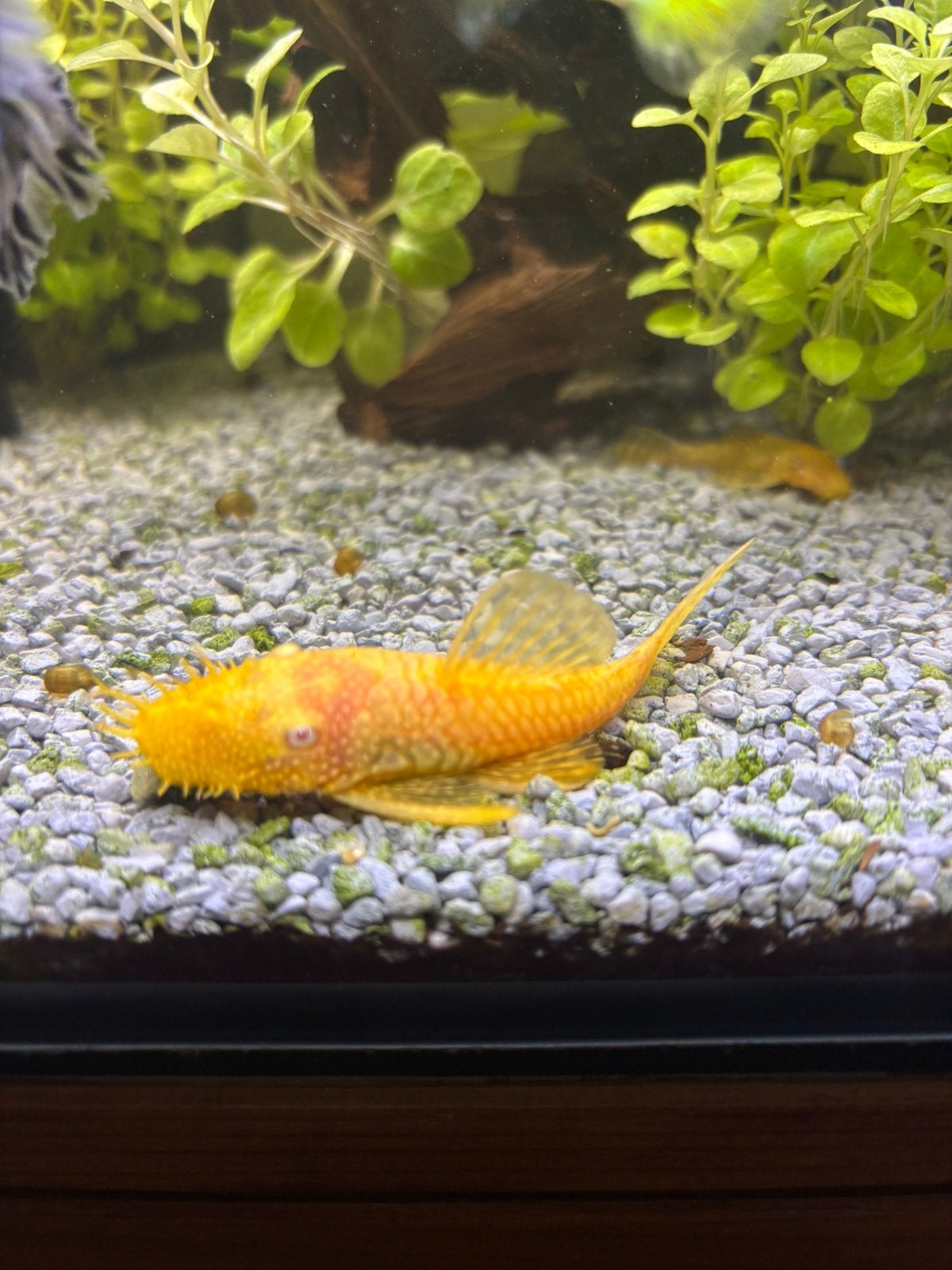 Ancistrus albino - koppel + jong, Vis