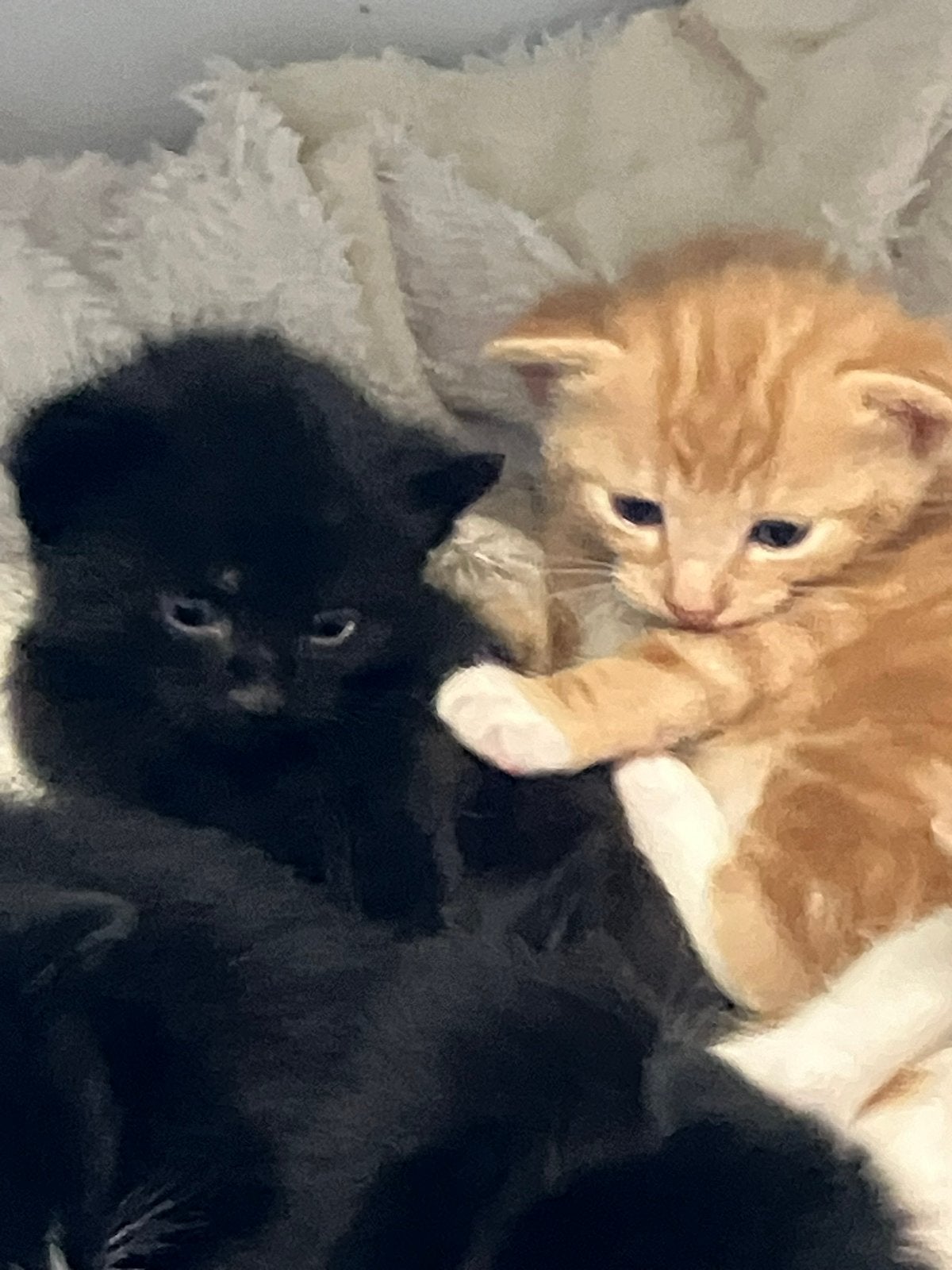 Prachtige kittens met INENTING en check dierenarts, Dieren en Toebehoren, Kater