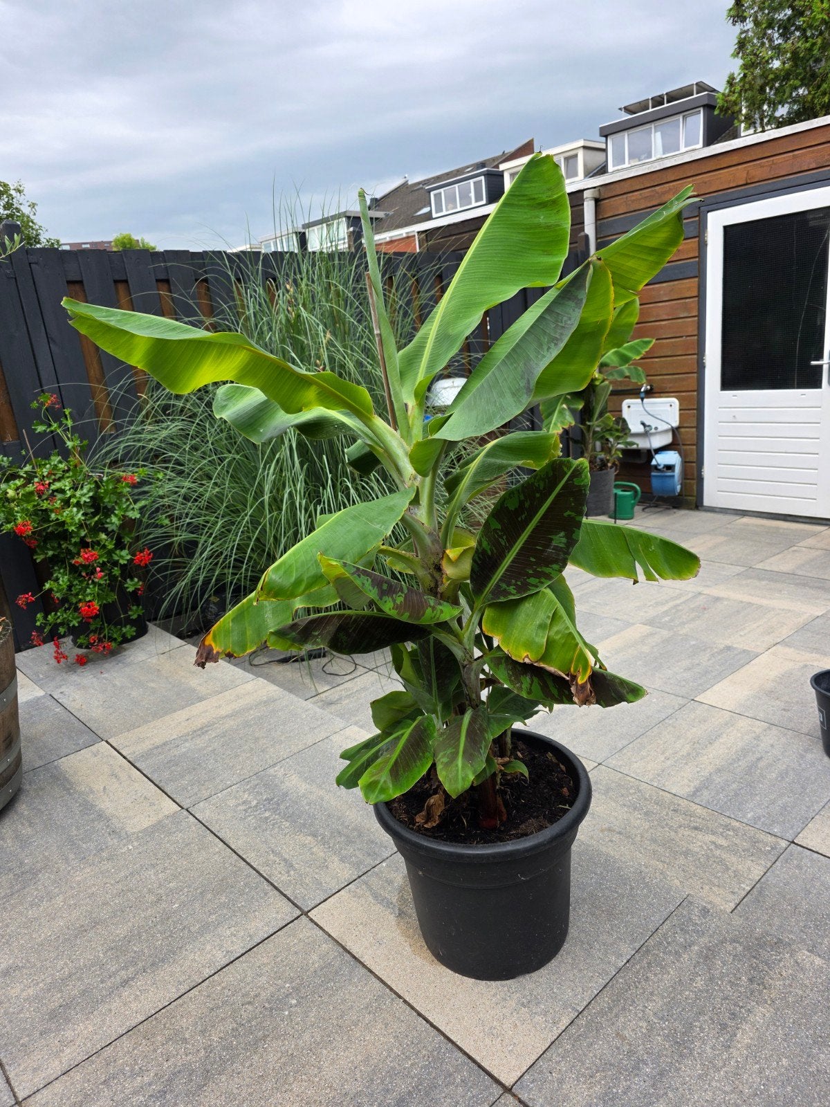 Bananenplant Niet winterhard, Ophalen, Vaste plant