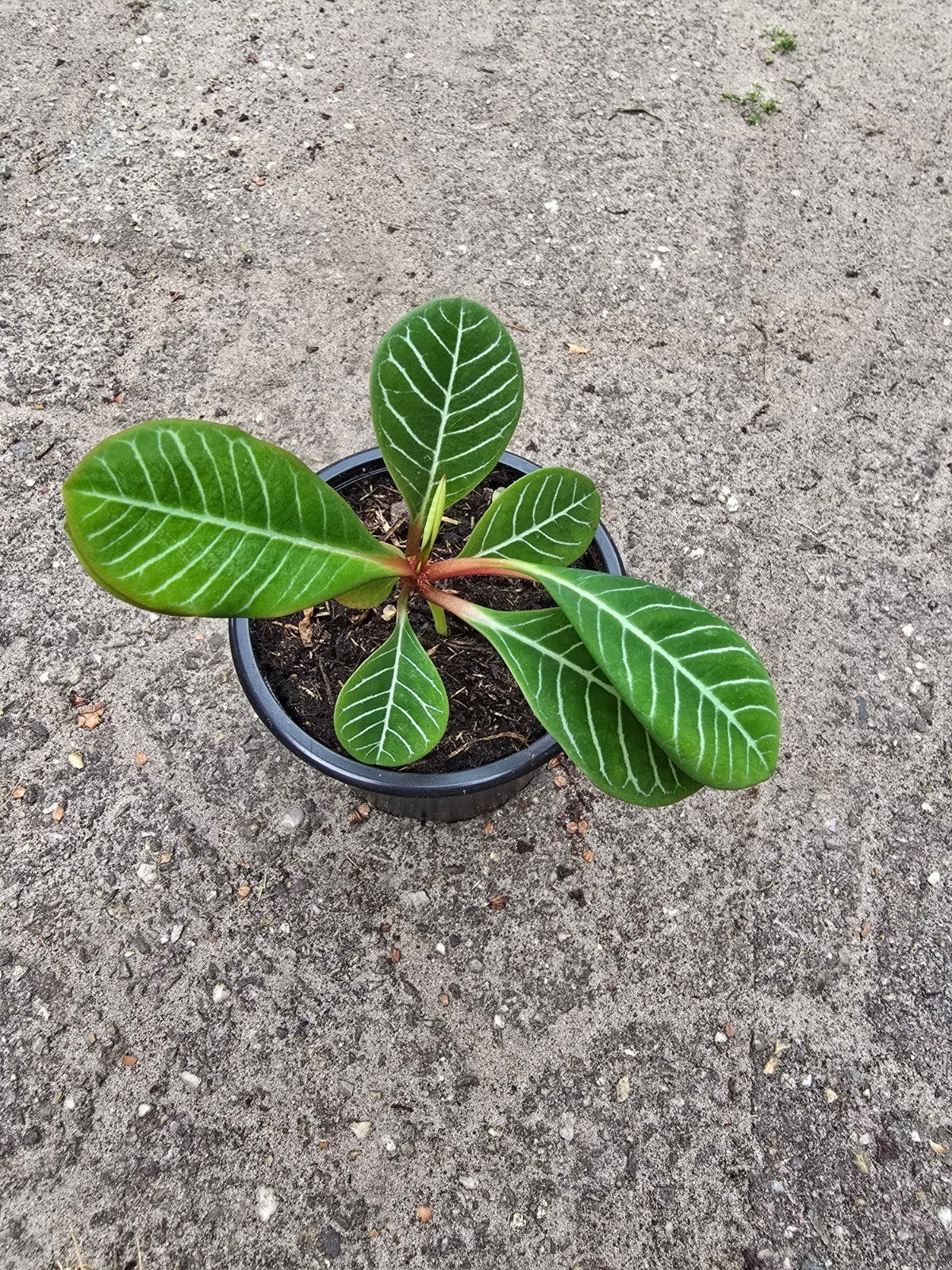 Madagascar Jewel, Huis en Inrichting, Kamerplanten, Ophalen, Halfschaduw, Minder dan 100 cm