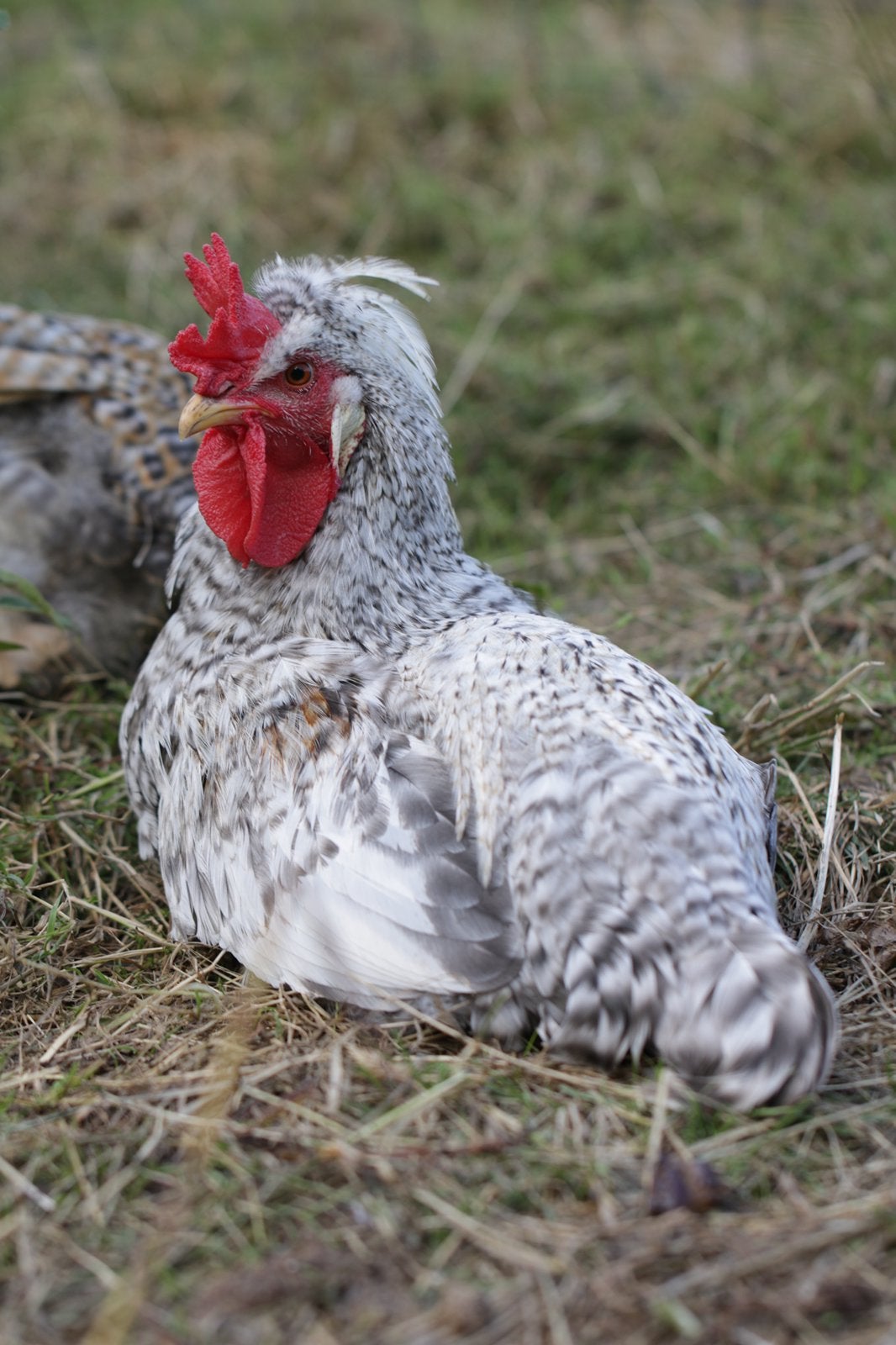 10 jonge Cream Legbar hanen, Dieren en Toebehoren, Pluimvee, Mannelijk, Kip