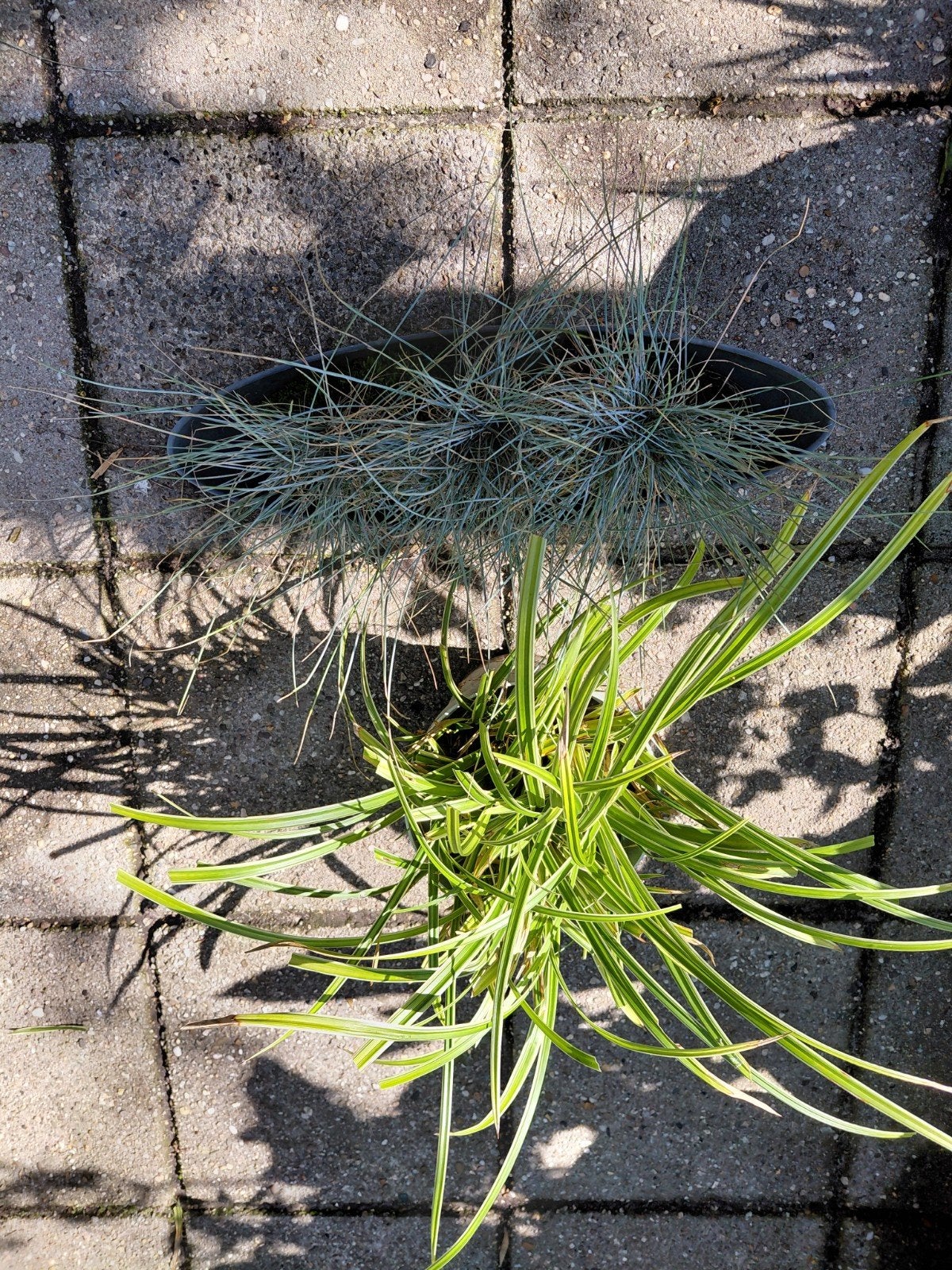 Siergrassen: Blauwgras & Japanse Zegge, Ophalen, Volle zon, Vaste plant, Siergrassen