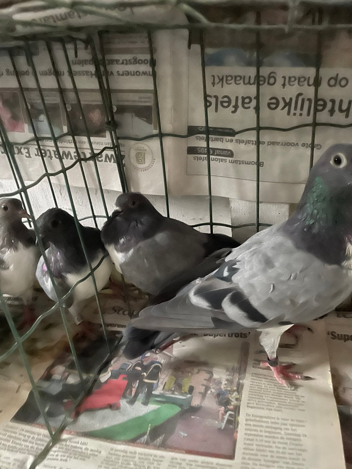 Boedapester hoogvliegers, Meerdere dieren, Postduif