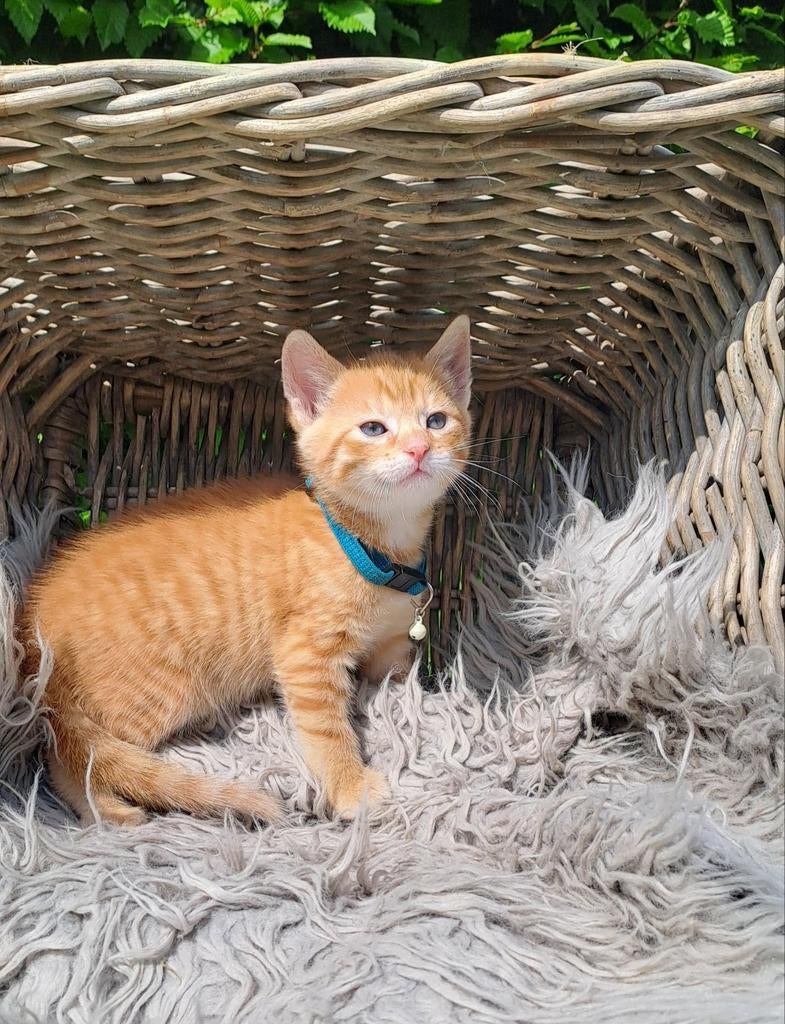 Te koop lieve, sociale kittens. Cyper, rood, Dieren en Toebehoren, Katten en Kittens | Overige Katten, Meerdere dieren, Kortharig
