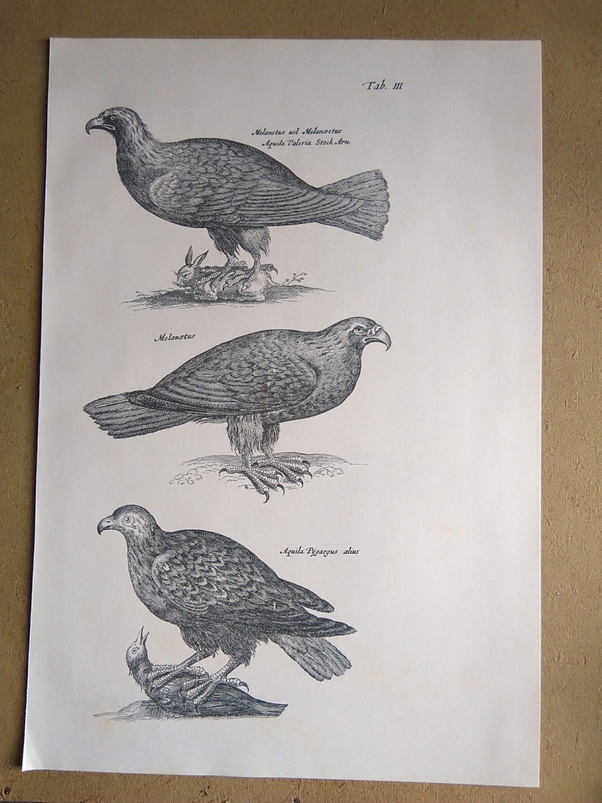 Prent met roofvogels, Ophalen of Verzenden, Voor 1940, Gebruikt