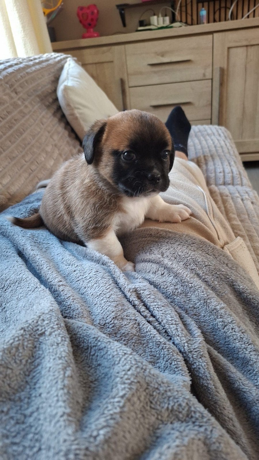 Franse Bulldog/Shih Tzu puppy's, 8 tot 15 weken, Meerdere, Meerdere dieren, Klein