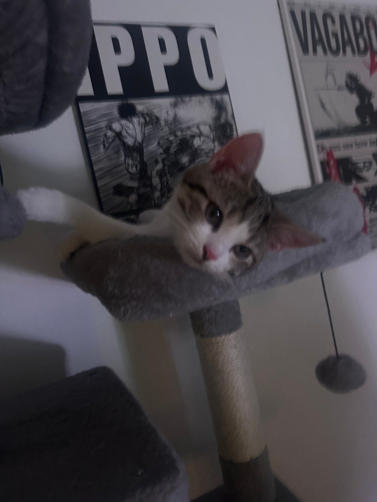 Lieve kater en poes - 4 maanden oud, Dieren en Toebehoren, Meerdere dieren, Kortharig, 0 tot 2 jaar