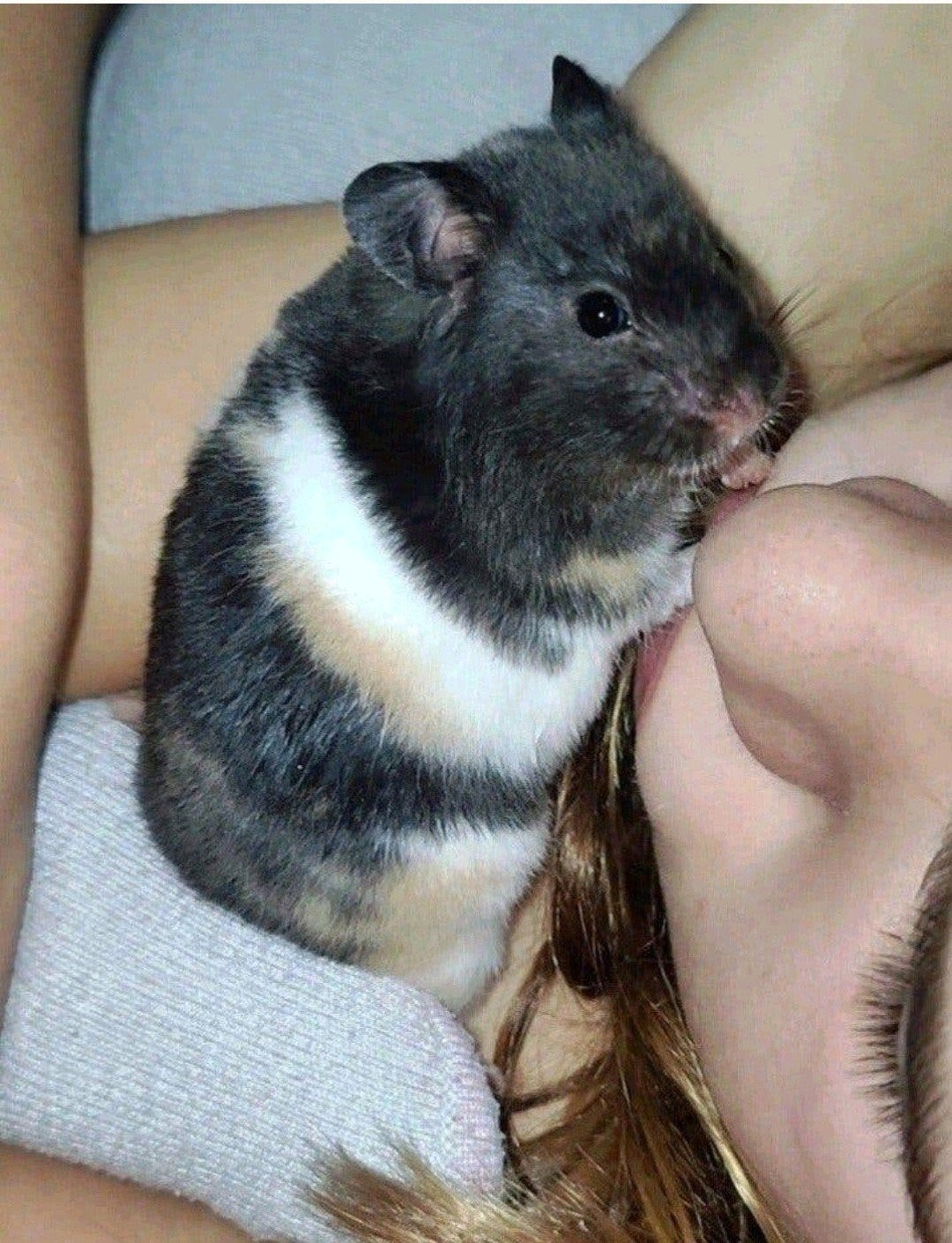 Lief zwart driekleur hamster baby vrouwtje, Dieren en Toebehoren, Augustus, Hamster, Tam