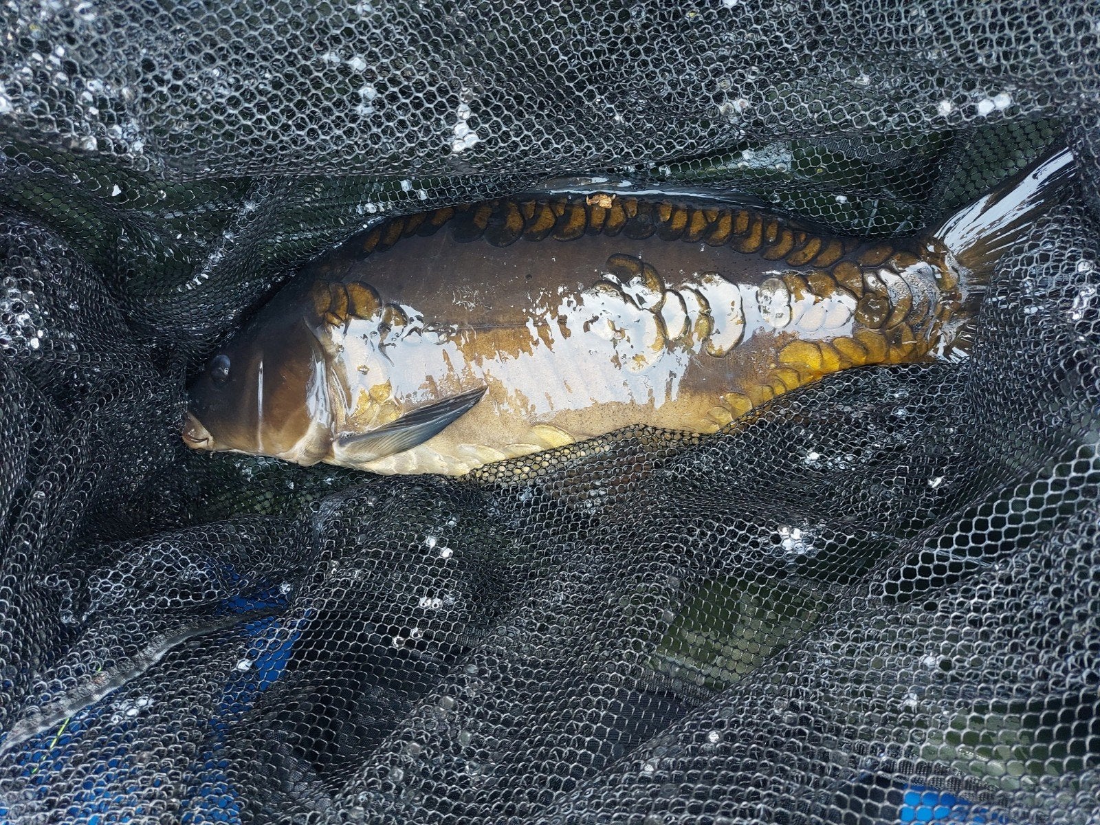 karper, Karper of Koi