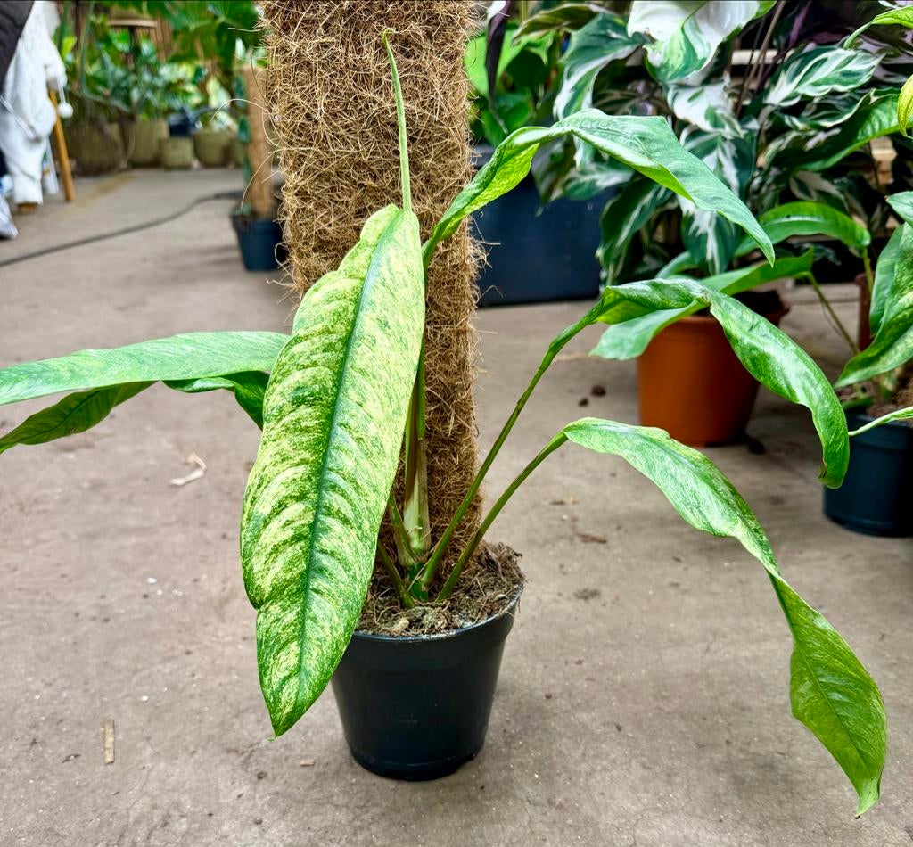 Rhaphidophora Gorilan Variegata, Ophalen of Verzenden