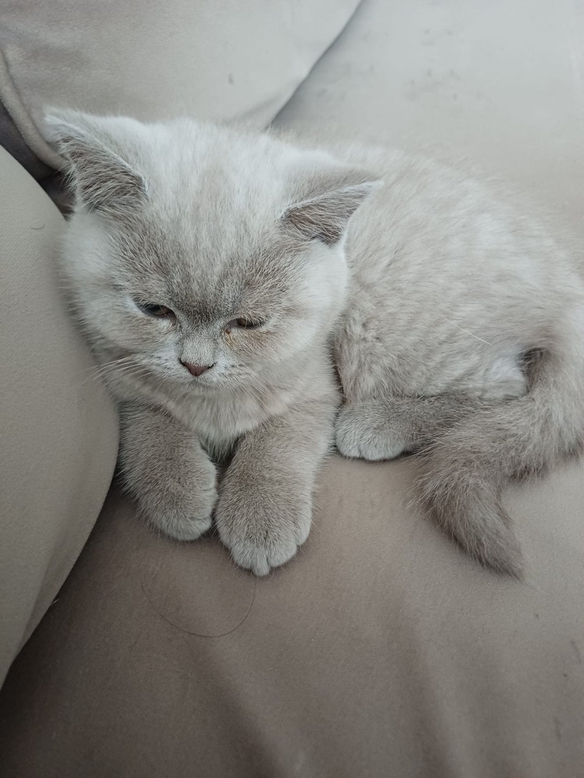 Britse korthaar 1 lilac en 2 greyblue, Kater, Kortharig, 0 tot 2 jaar