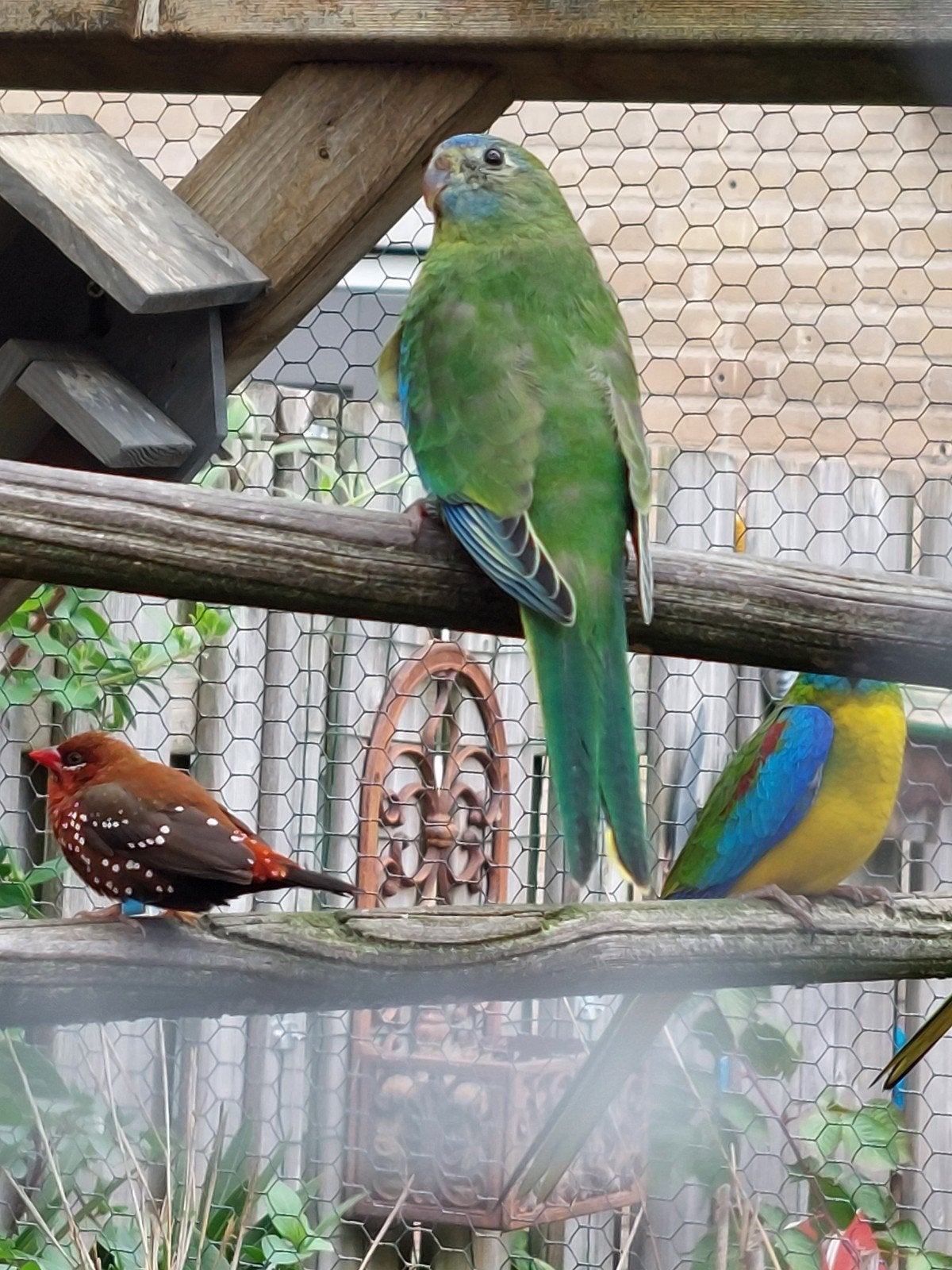 2 turquoise poppen 2026, Vrouwelijk, Parkiet, Geringd