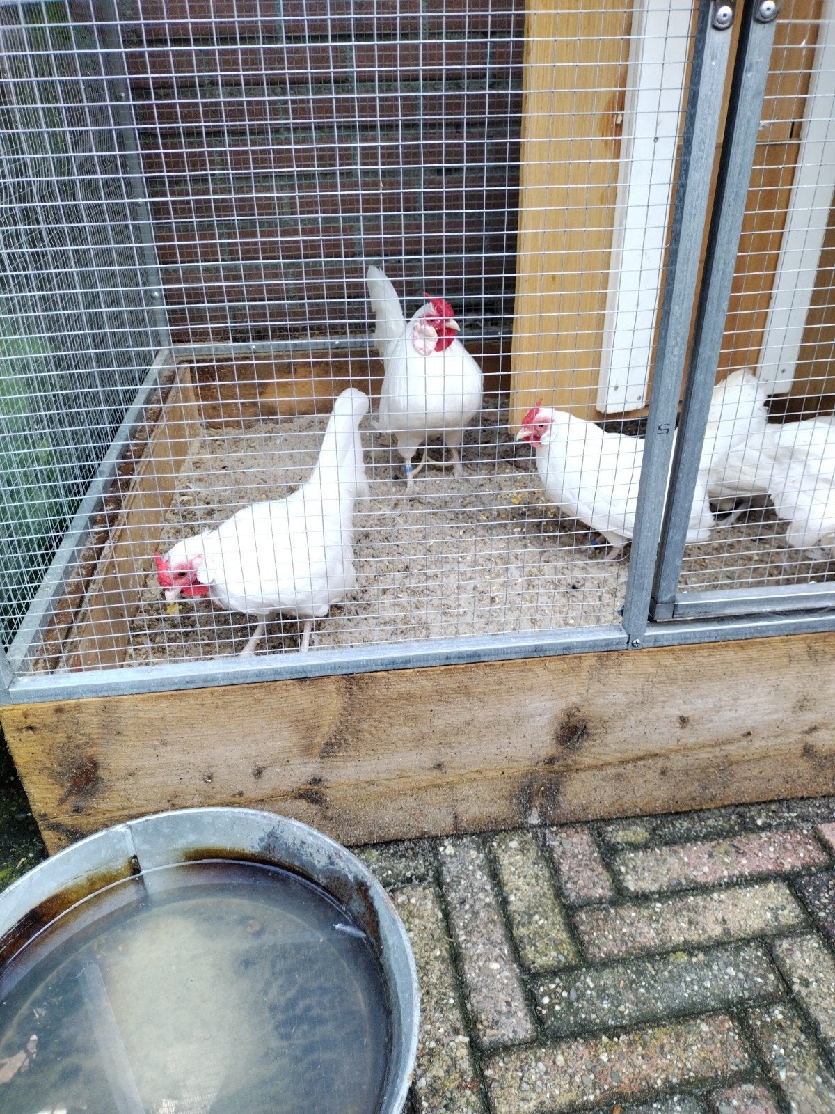 Java kriel haantjes, Mannelijk, Kip
