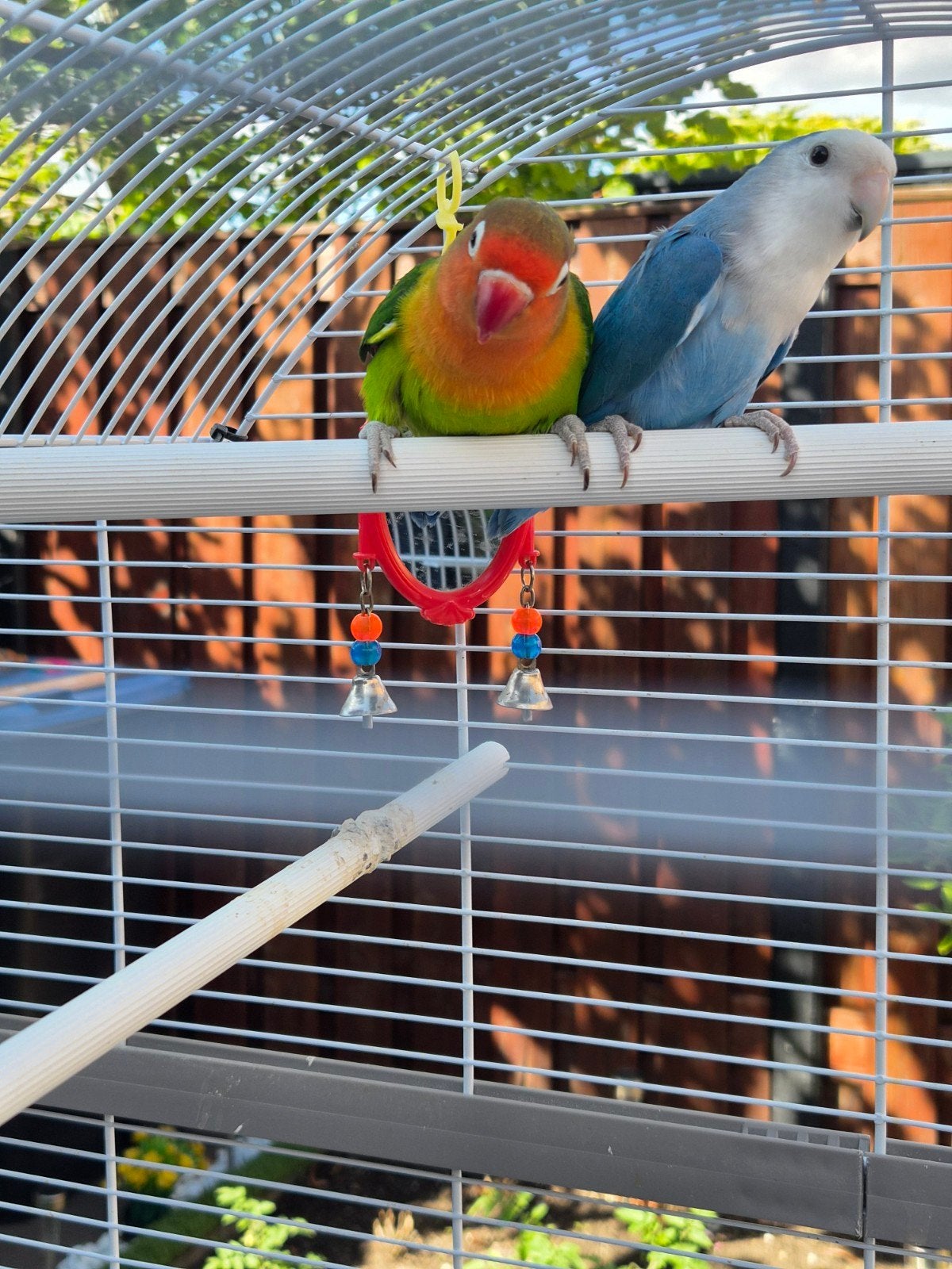 agapornıs parkieten, Dieren en Toebehoren, Vogels | Hokken en Kooien, Ophalen, Aluminium, Overige typen