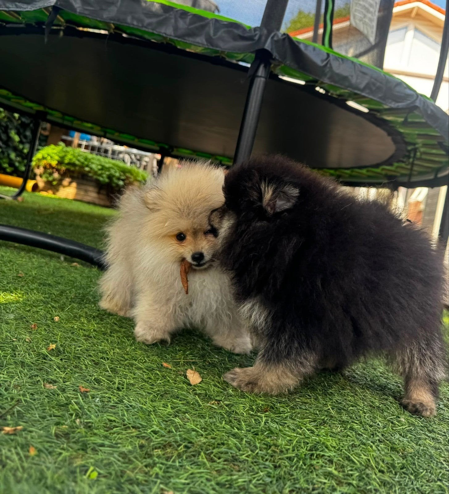pomeriaan pups, Particulier, 15 weken tot 1 jaar, Buitenland, Meerdere