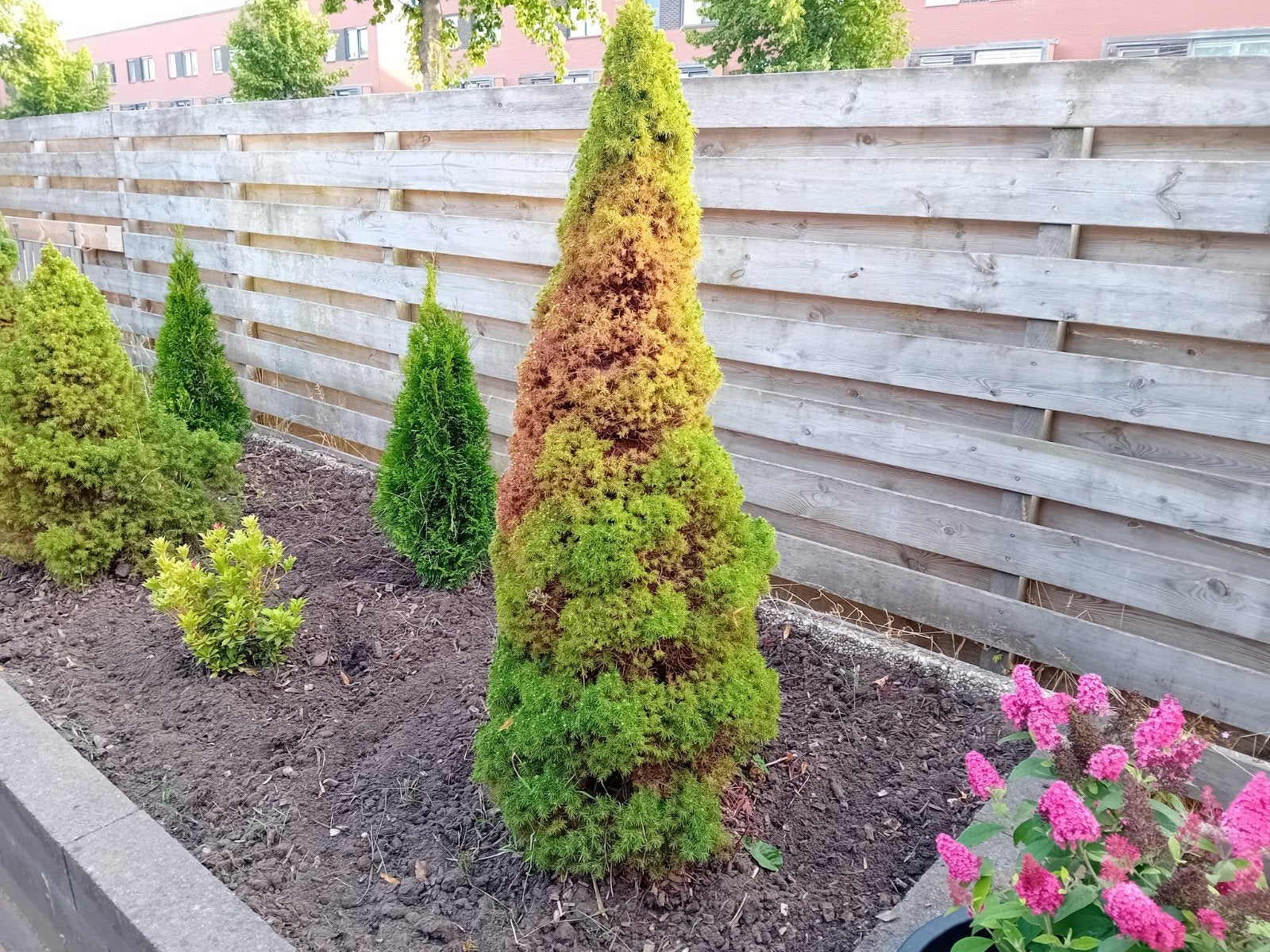 GRATIS !!Canadese spar / dwegconifeer / Picea glauca 'Conica, Ophalen, Overige soorten, Minder dan 100 cm