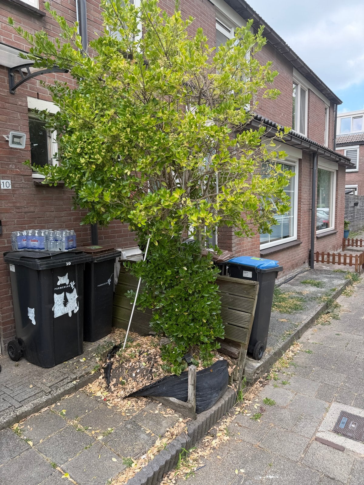 Grote struik/boom voor tuin of terras, Volle zon, Vaste plant, Bloeit niet, Ophalen