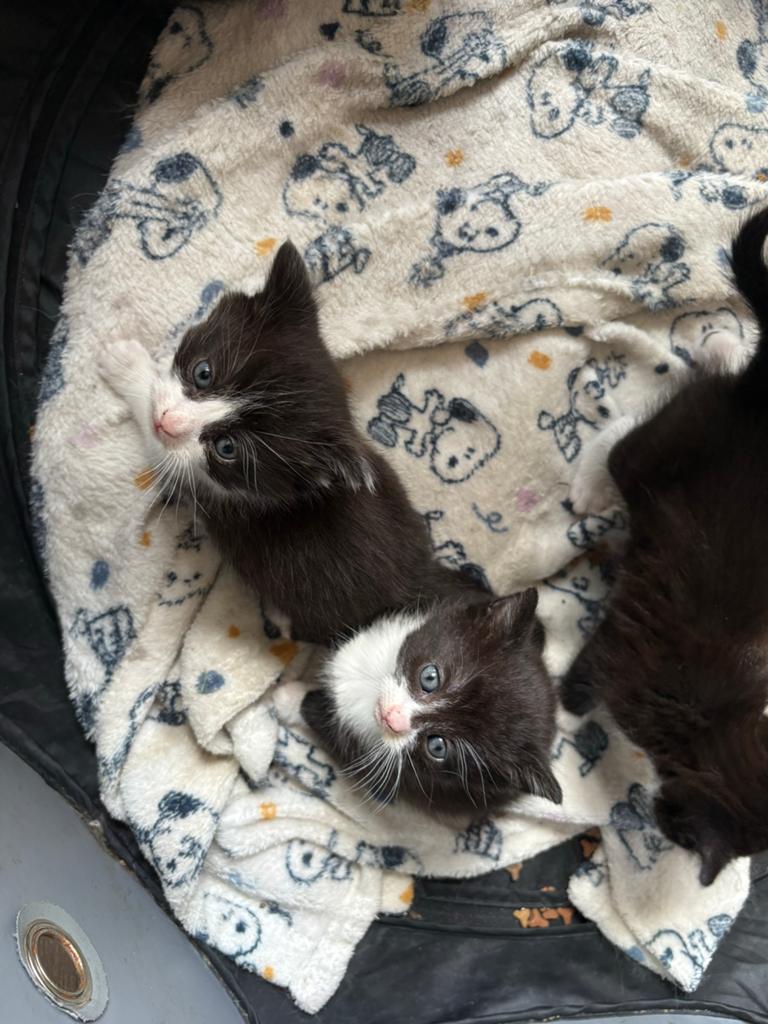 Europese korthaar x Britse korthaar en Munchkin x Britse, Meerdere dieren, Kortharig, 0 tot 2 jaar