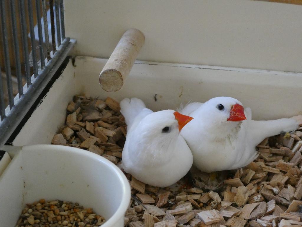 TE koop, Meerdere dieren, Tropenvogel, Geringd