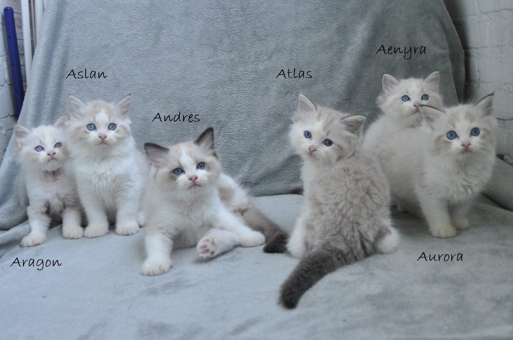 Lieve Ragdoll kittens met stamboom en geteste ouders, Meerdere dieren, Met stamboom, 0 tot 2 jaar