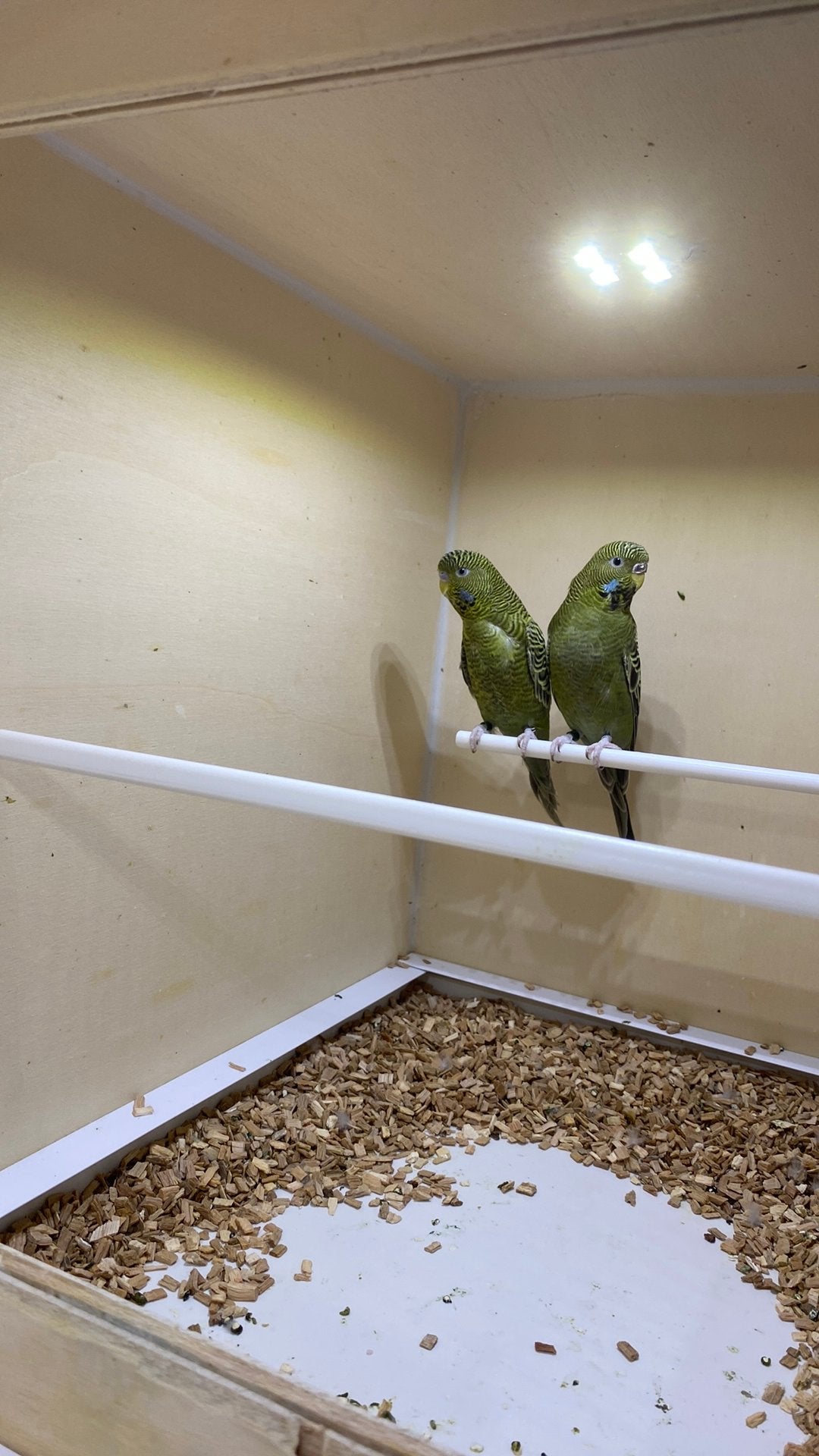 Grasparkieten blackface, Meerdere dieren, Parkiet