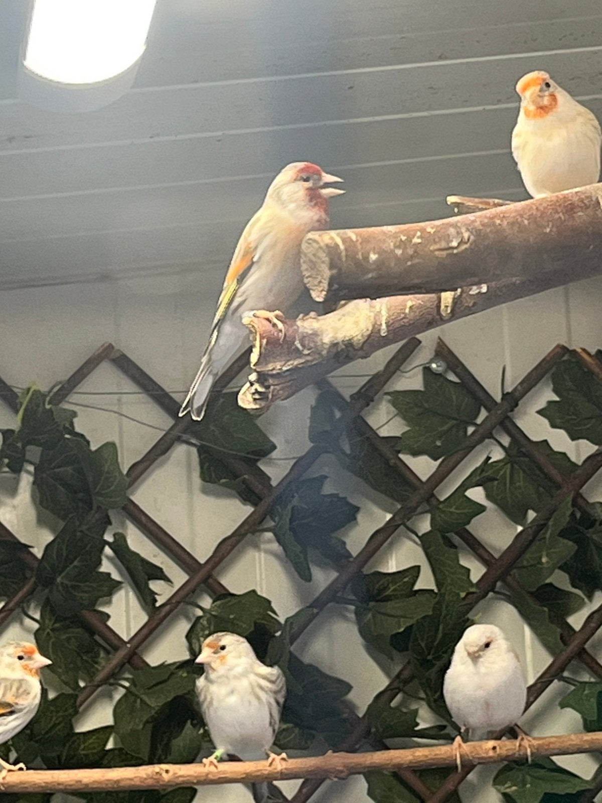 Bastaard putter 2026, Dieren en Toebehoren, Mannelijk, Wildzangvogel