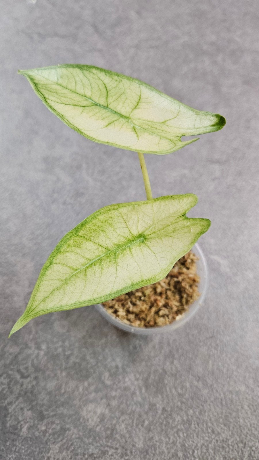 Alocasia longiloba Albo Mint Variegata, Ophalen of Verzenden, Halfschaduw, Minder dan 100 cm